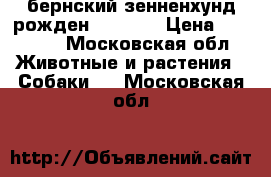 бернский зенненхунд рожден 5.04.18 › Цена ­ 20 000 - Московская обл. Животные и растения » Собаки   . Московская обл.